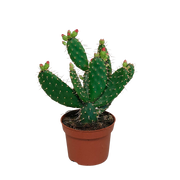 Opuntia quitensis 12 cm