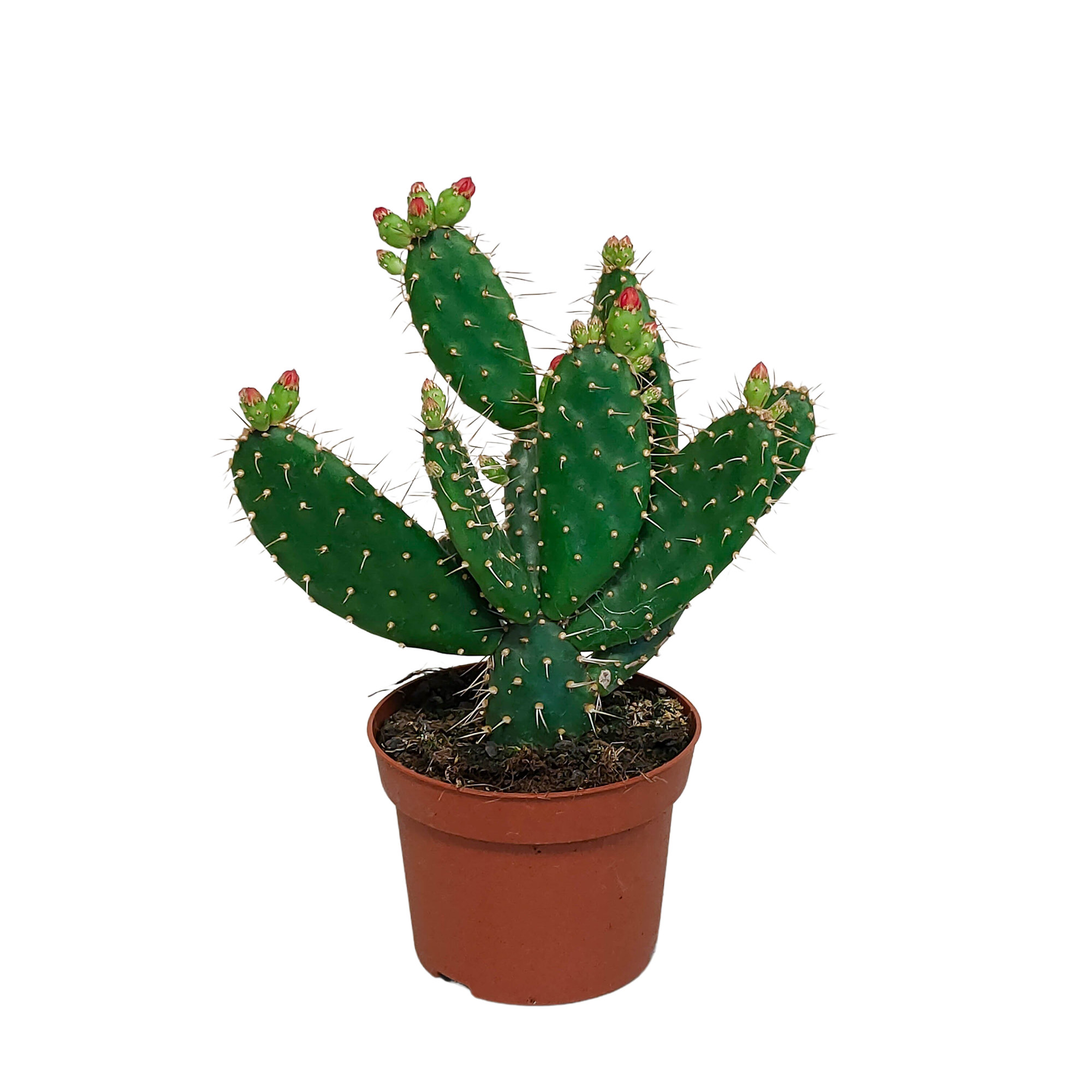 Opuntia quitensis 12 cm
