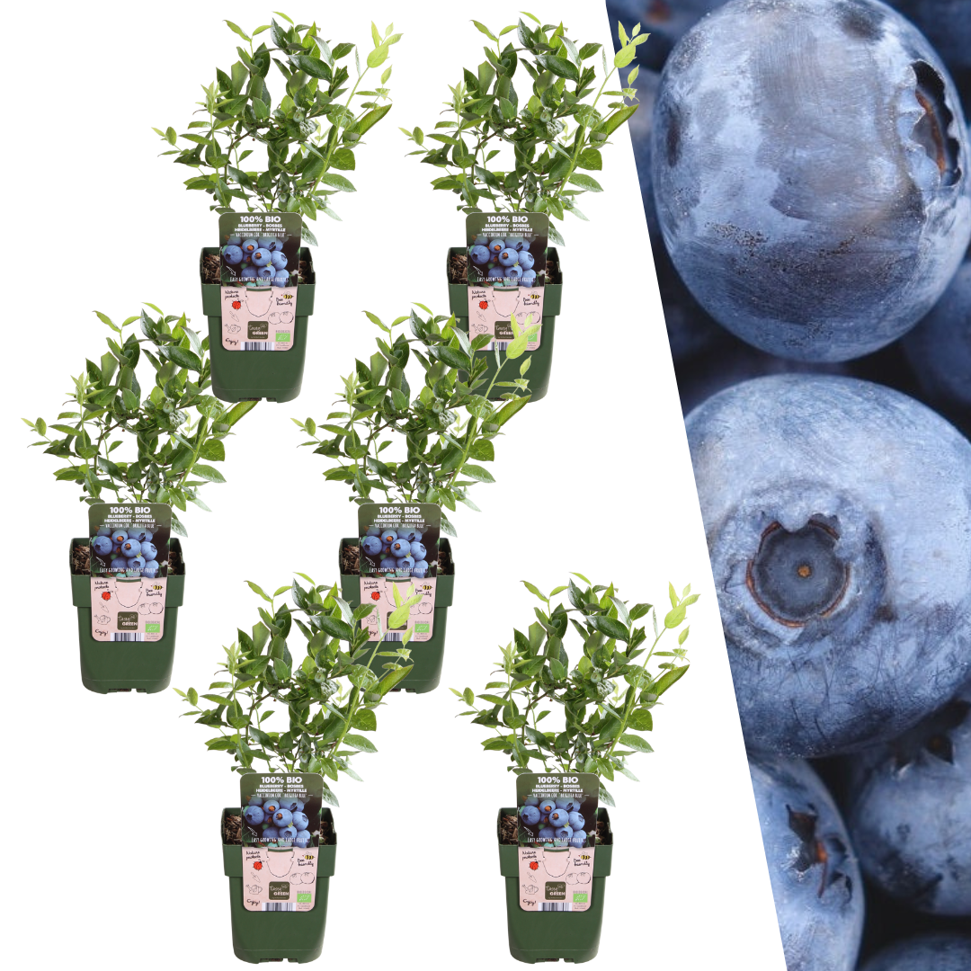 6 x Blaubeerpflanzen BIO - Ø 13 cm - ↨ 20 cm