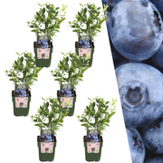 6 x Blaubeerpflanzen BIO - Ø 13 cm - ↨ 20 cm