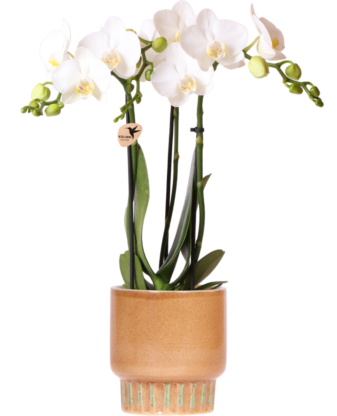 Kolibri Orchids | Witte Amabilis orchidee + Bold Cognac sierpot – potmaat Ø9cm | bloeiende kamerplant – vers van de kweker