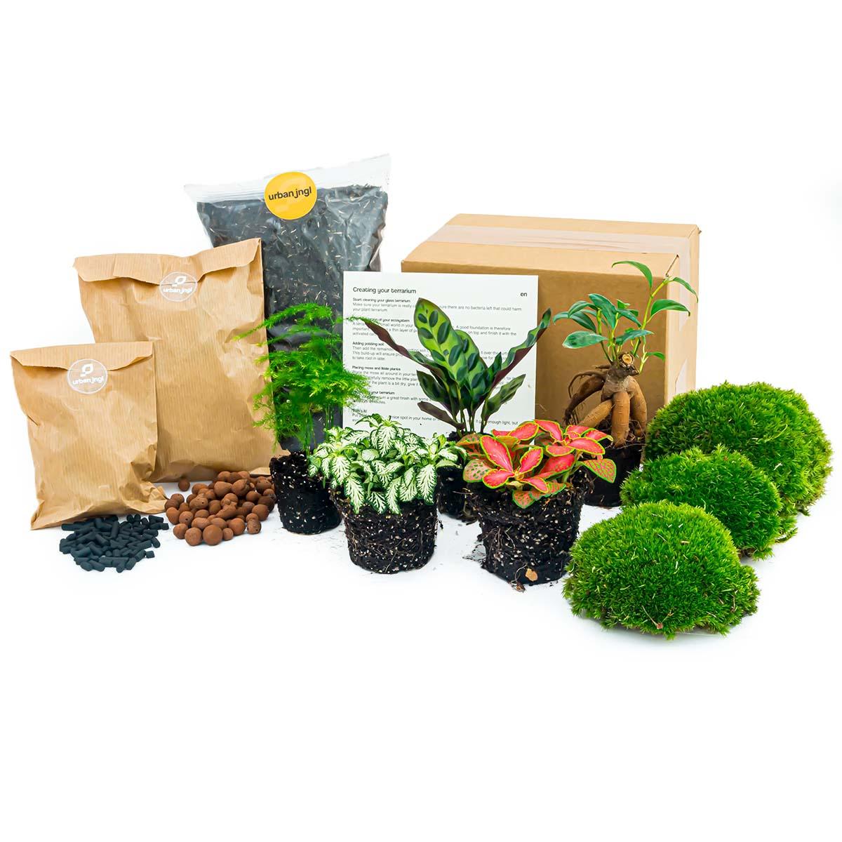 Plant terrarium package - 5 plants - Refill & Starter package - DIY