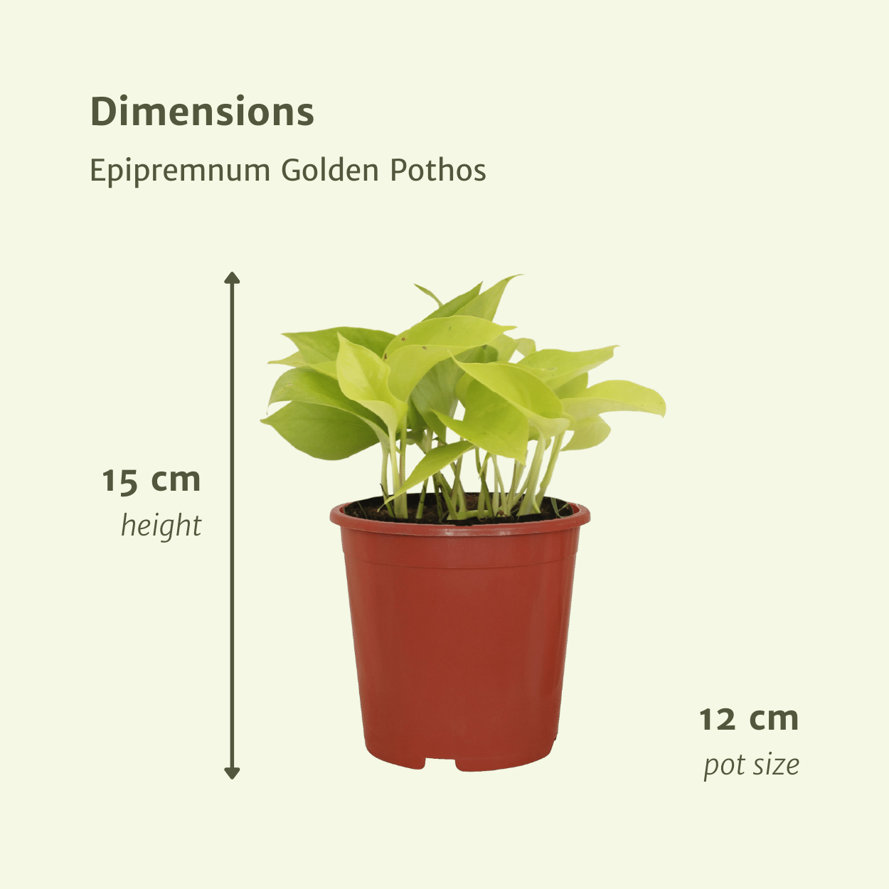 Epipremnum Golden Pothos (Scindapsus) - 4 pièces - Ø12cm - ↕15cm