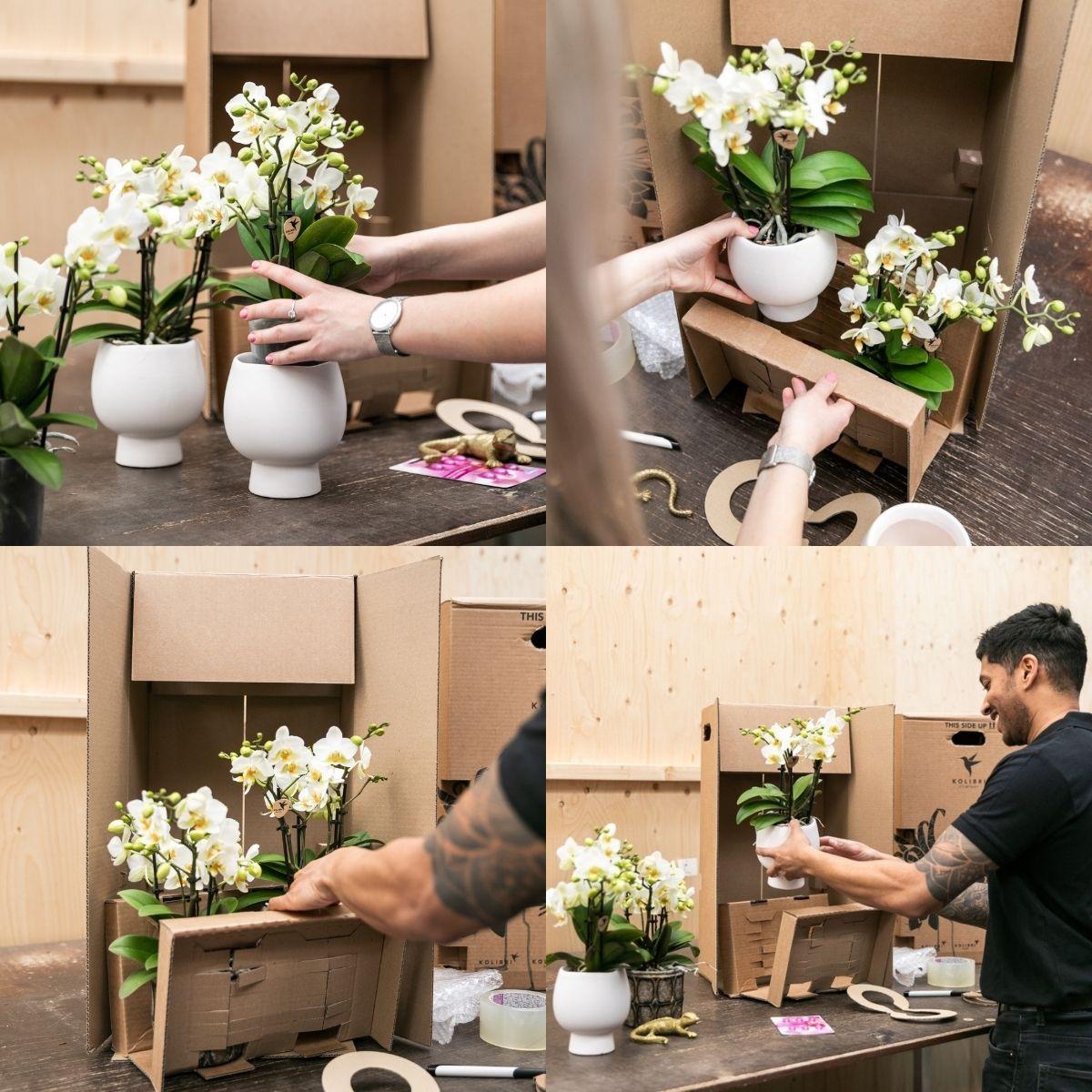 Kolibri Orchideen | Kleines, zartrosa Blumen-Pflanzenset | Grüne Pflanzen mit Phalaenopsis-Orchideen in zartrosa Dekotöpfen und einem weißen Tablett