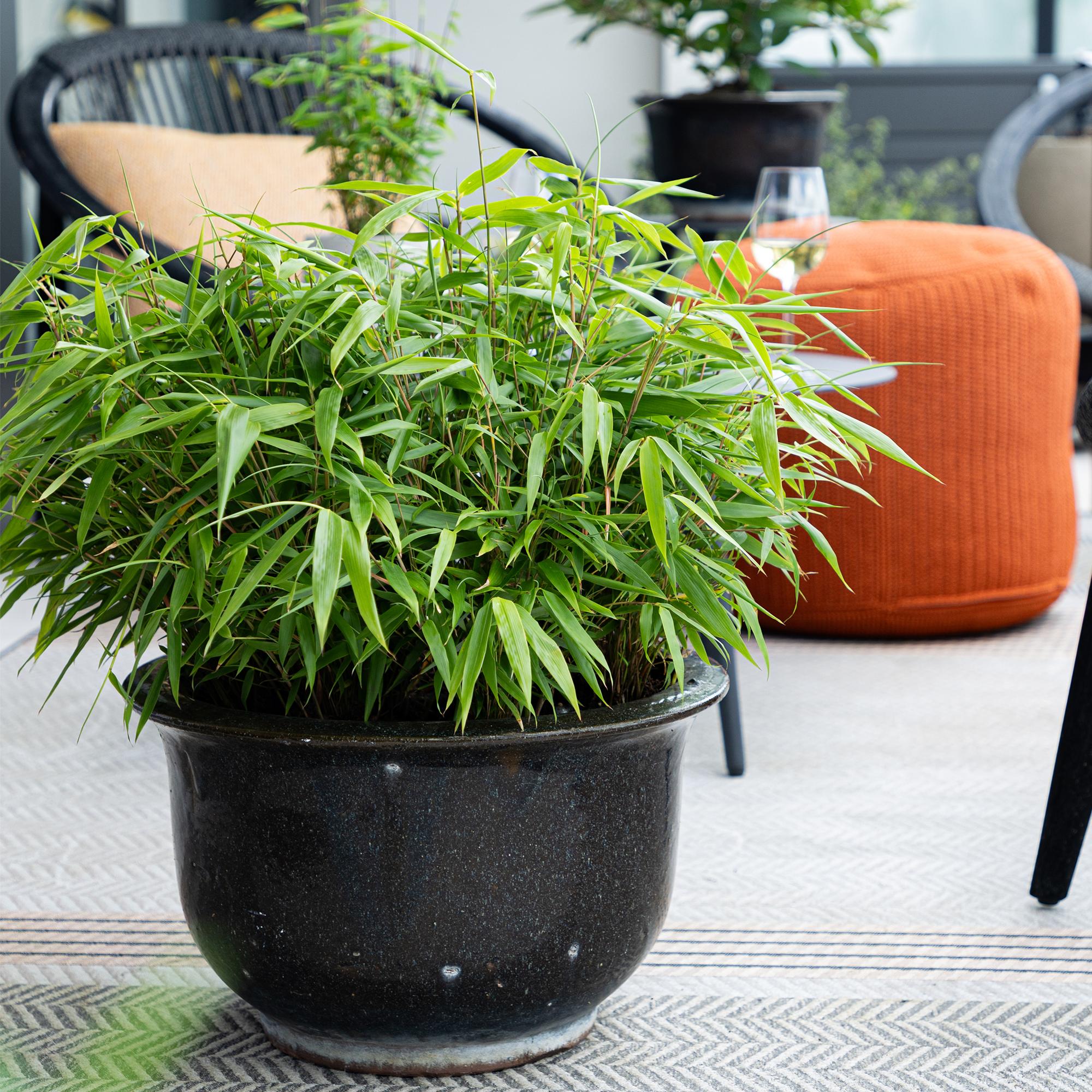 Bamboe - Fargesia Rufa - Bladhoudend - Niet Woekerend - Groen - 18 Planten - Pot 14cm - Hoogte 35cm