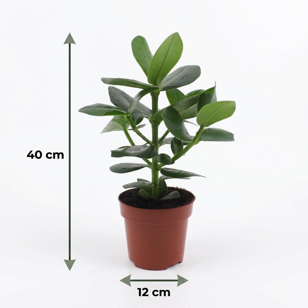 Clusia Princess - Pot 12cm - Hoogte - 40cm