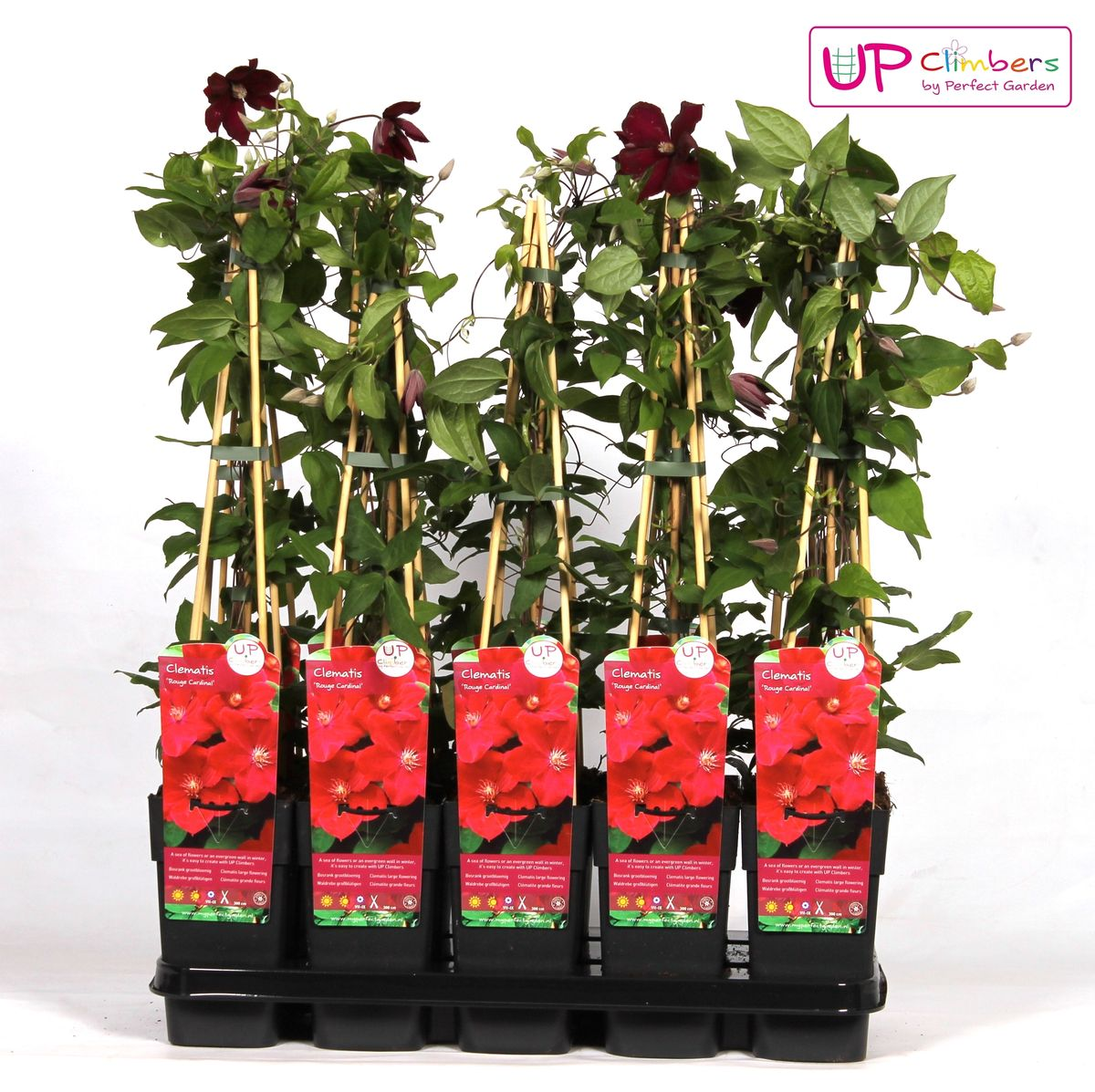 Clematis Hagley Hybrid - Clematis Red - Ø15cm - ↕65cm