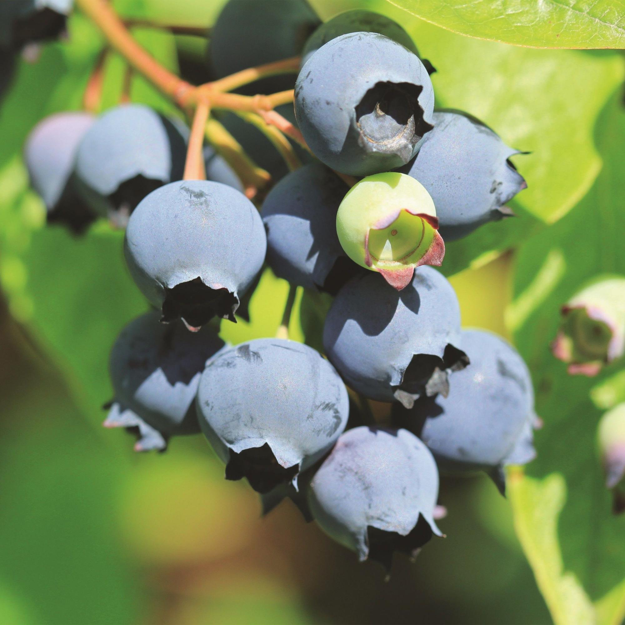 Vaccinium corymbosum Bluecrop - Bosbes - Winterhard - Blauwe Bes - 2 Planten - Pot 15cm - Hoogte 50cm