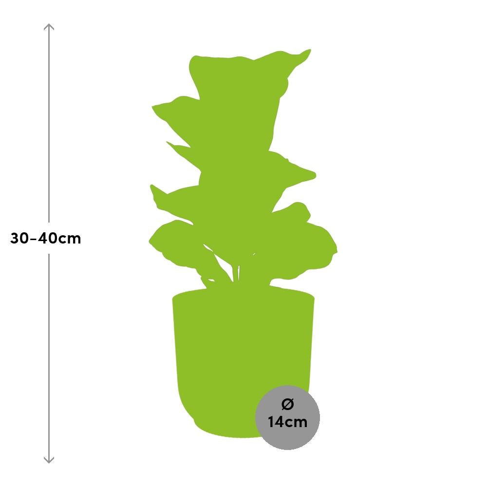 Ficus lyrata 'Bambino' en ELHO Vibes Fold 14cm jaune
