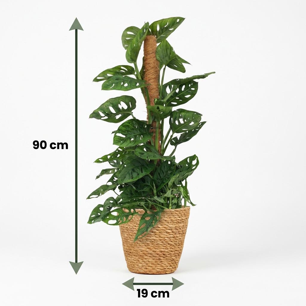 Monkey Mask - Monstera Andansonii Mosstok - Groen - Weinig onderhoud - 1 Plant - met Mand - Pot 19cm - Hoogte 90cm