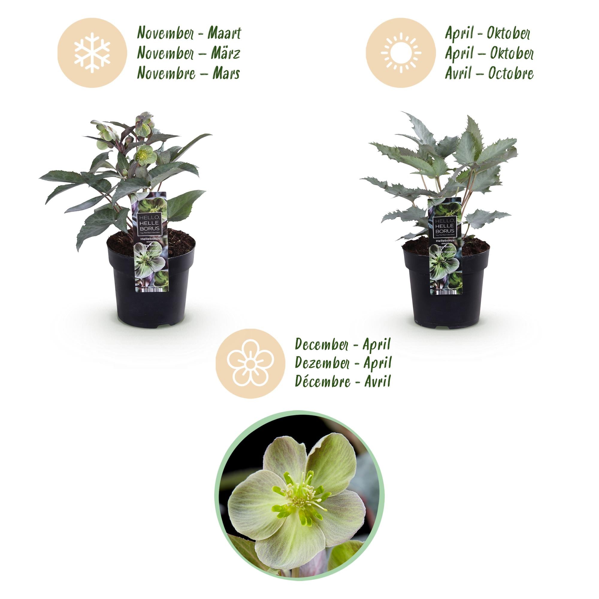 Lenten Rose - Helleborus sternii Silver Dollar - Groene  Bloem -2 Planten- Groenblijvend - Pot 14cm Hoogte 35cm