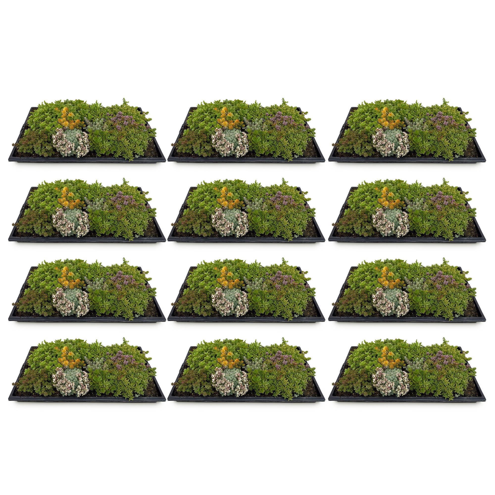 Sedum mat - Bestaat uit 10 soorten - X12 - Weinig Onderhoud - Lengte 50 Breedte 30