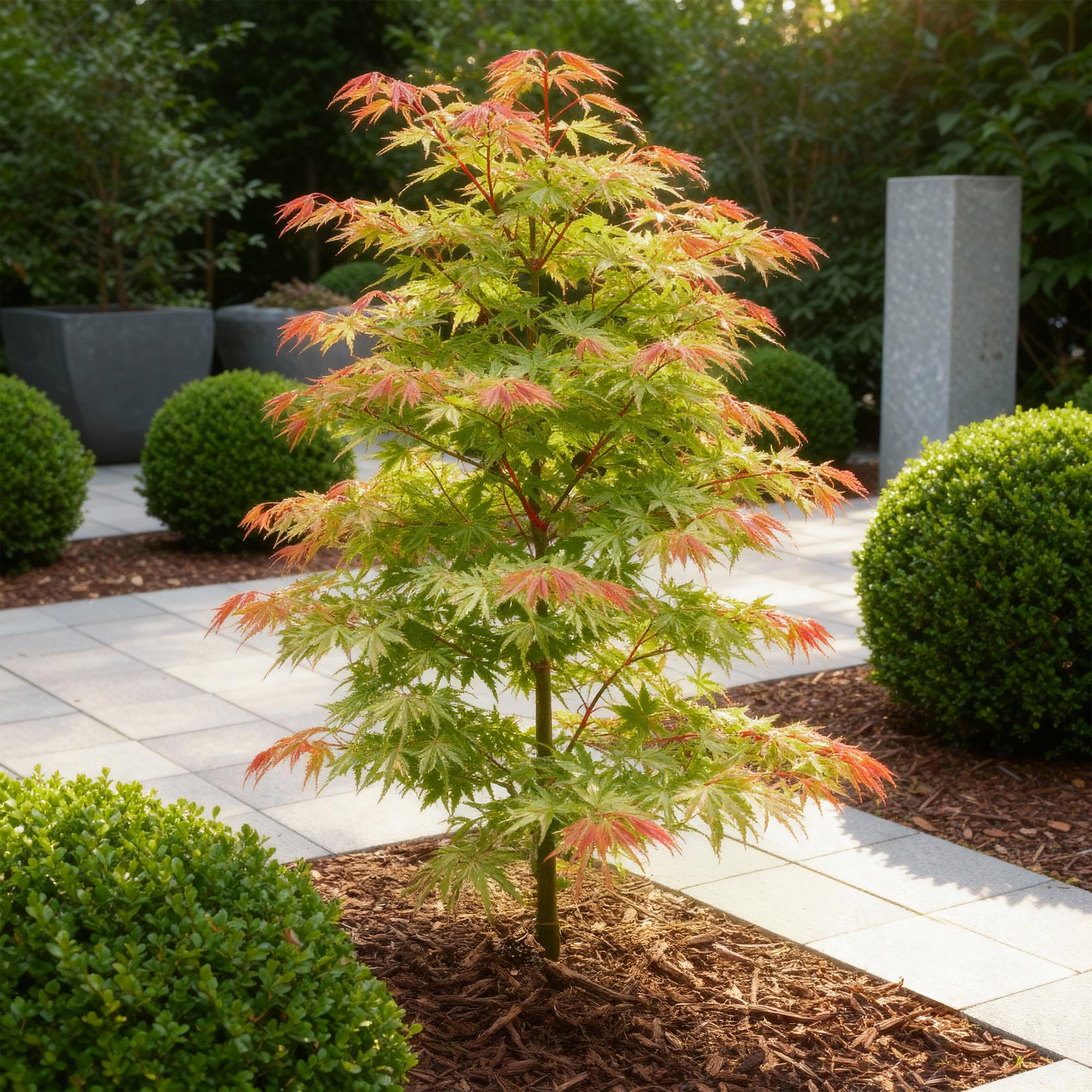 Acer palmatum Phoenix - Roze - 1 Plant - Bladverliezend - Weinig Onderhoud - Pot 12cm Hoogte 35cm