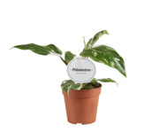 Philodendron White Princess, qualité B - Ø12cm - ↕30cm