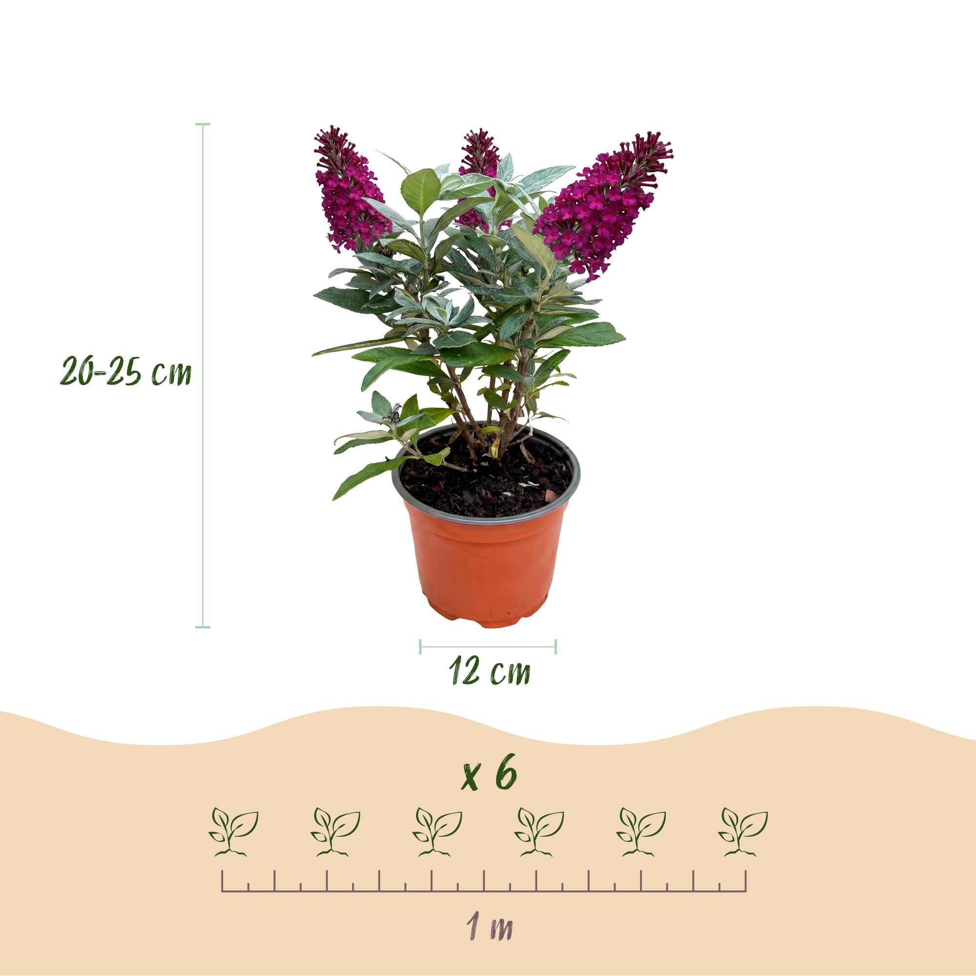 Buddleja davidii Butterfly Candy Little Ruby - Vlinderstruik - Compact - Rood - 1 Plant - Pot 12cm - Hoogte 20-25cm