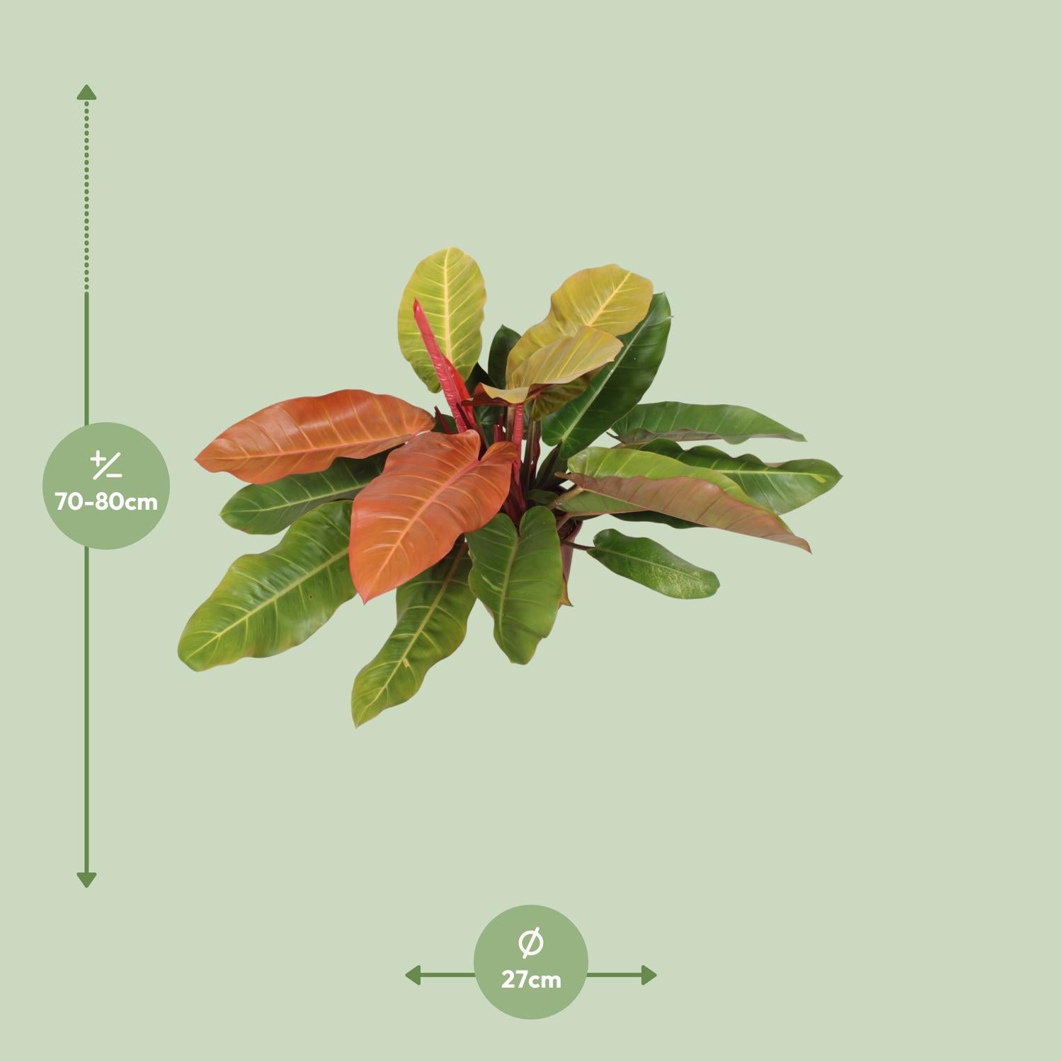 Philodendron Principe d'Orange - Ø27cm - ↕75cm