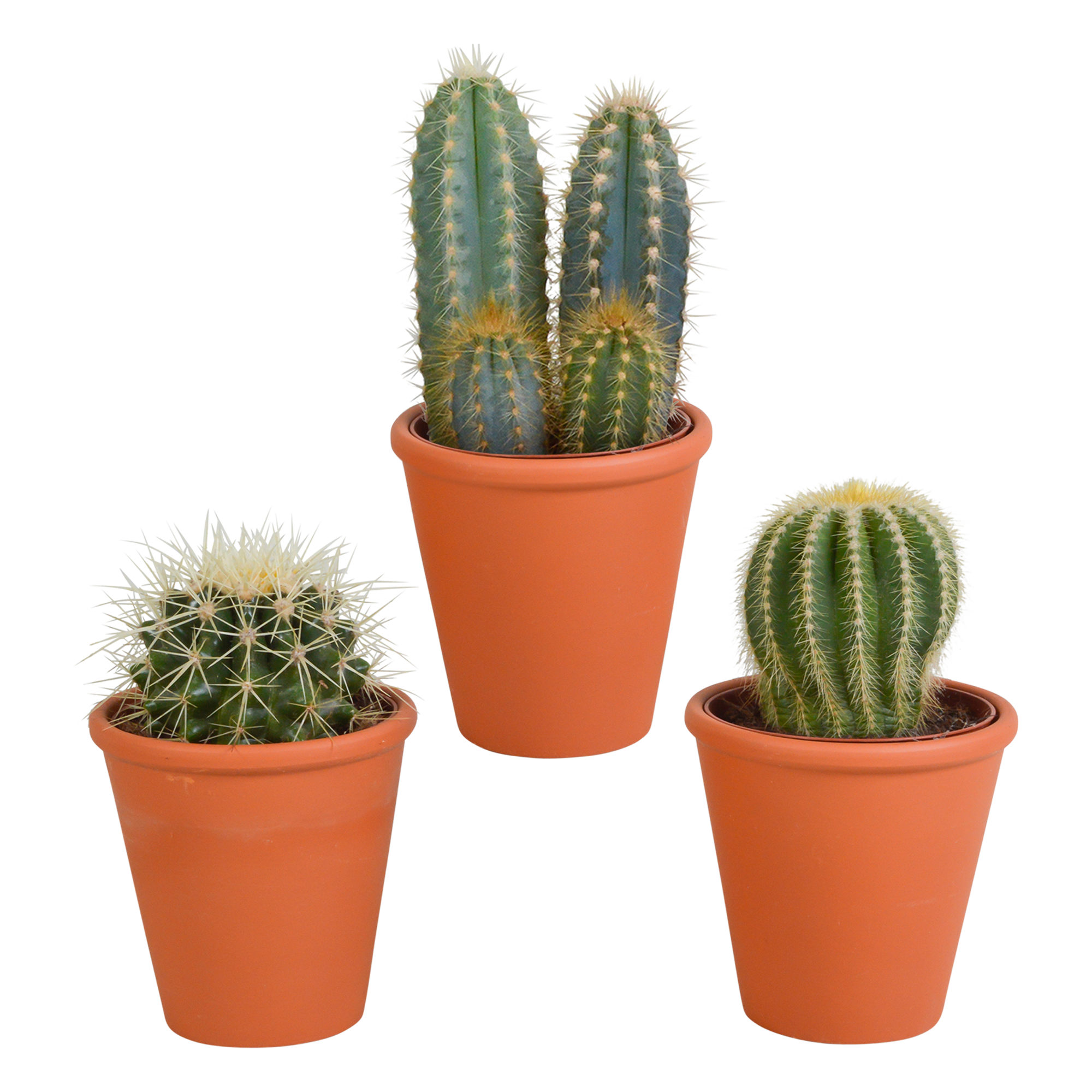 Cactus mix 8.5 cm - 3x - in terracotta pot