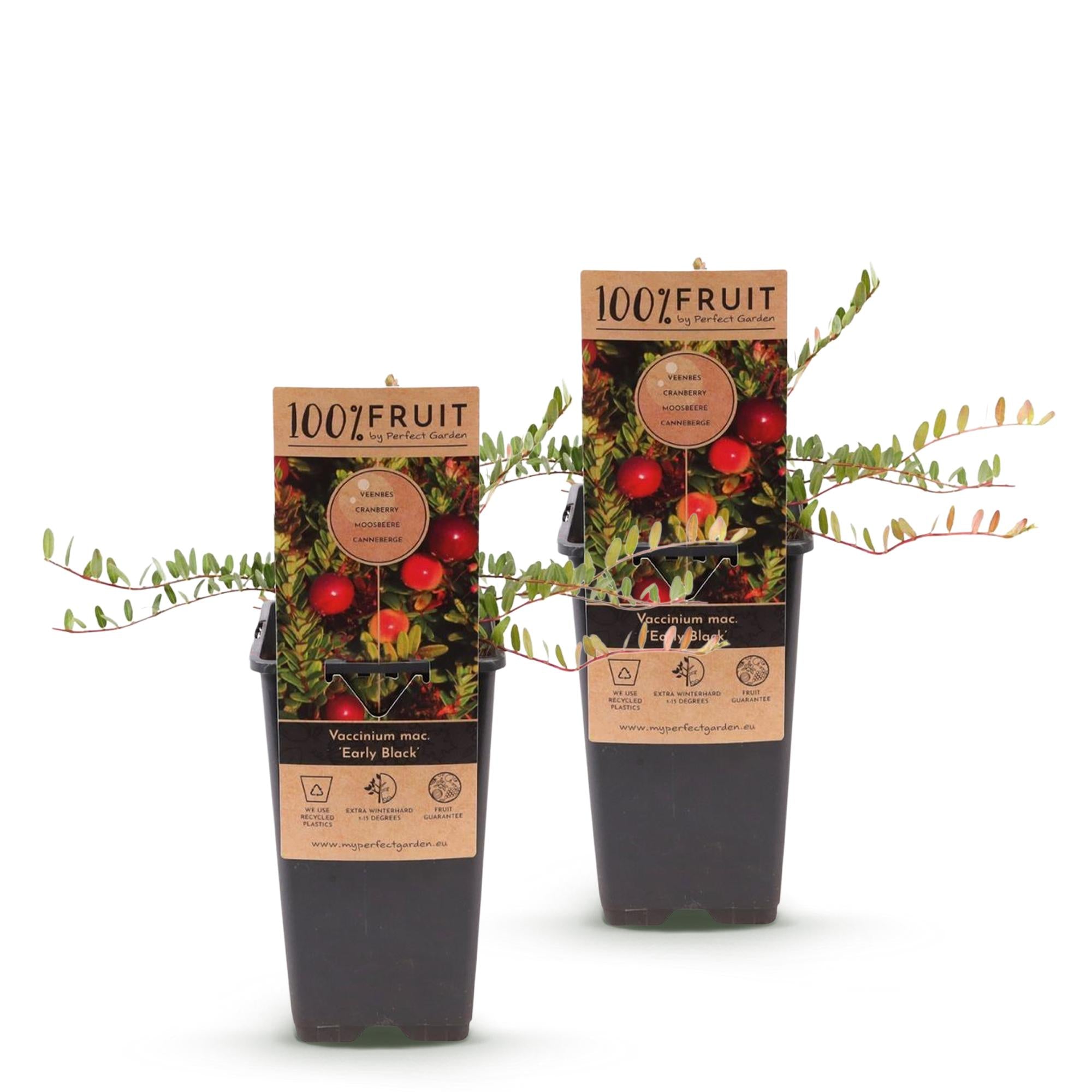 Vaccinium mac. Early Black - Cranberry - Winterhard - Blauwe Bes - 2 Planten - Pot 15cm - Hoogte 50cm