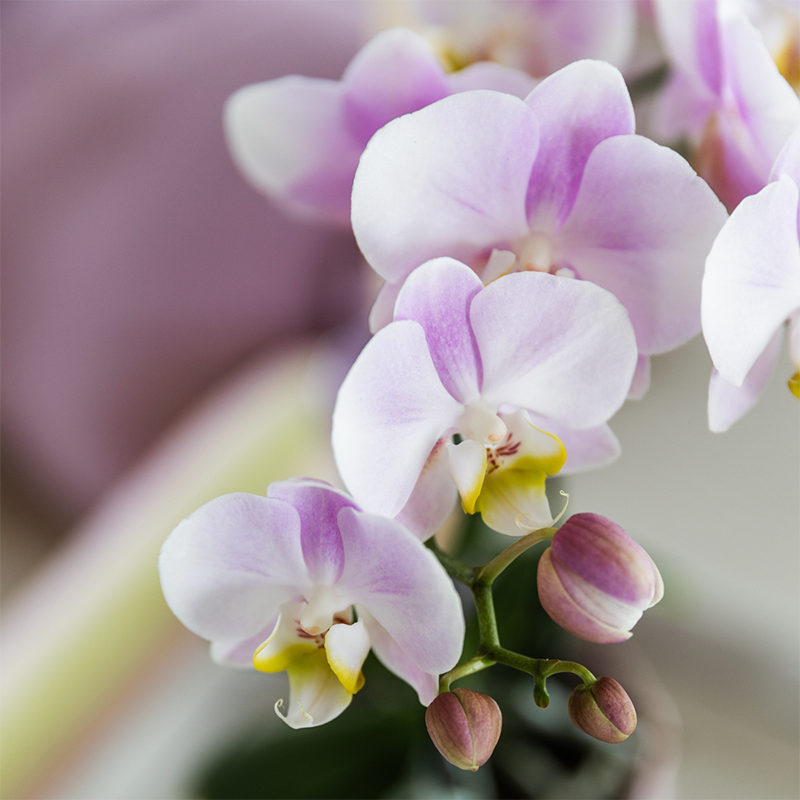 Kolibri Orchids | roze orchideeënset in Como dish incl. waterreservoir | drie roze orchideeën Portugal 9cm | Mono Bouquet roze met zelfvoorzienend waterreservoir