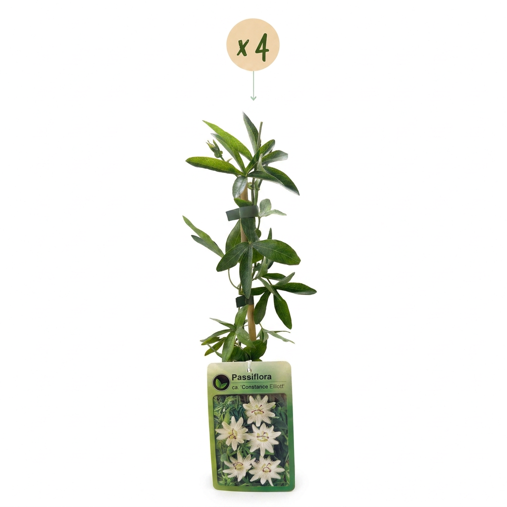Passiflora ca. 'Constance Elliott' - Passiebloem 'Constance Elliott' 4x - Wit - Klimplant - Ø9cm - ↕35cm