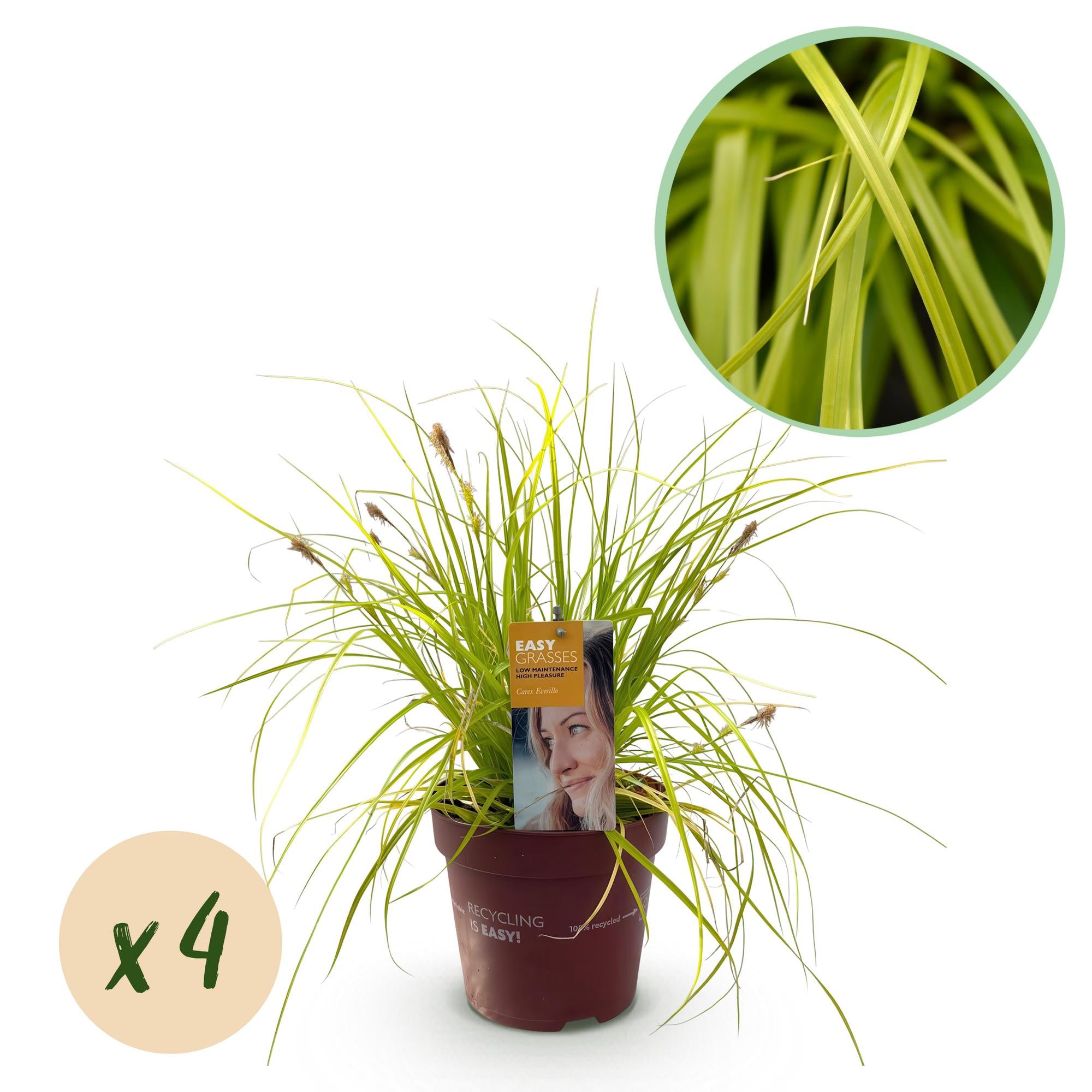 Carex oshimensis Everillo - Geel - 4 Planten - Bladhoudend - Weinig Onderhoud - Pot 17cm Hoogte 50cm