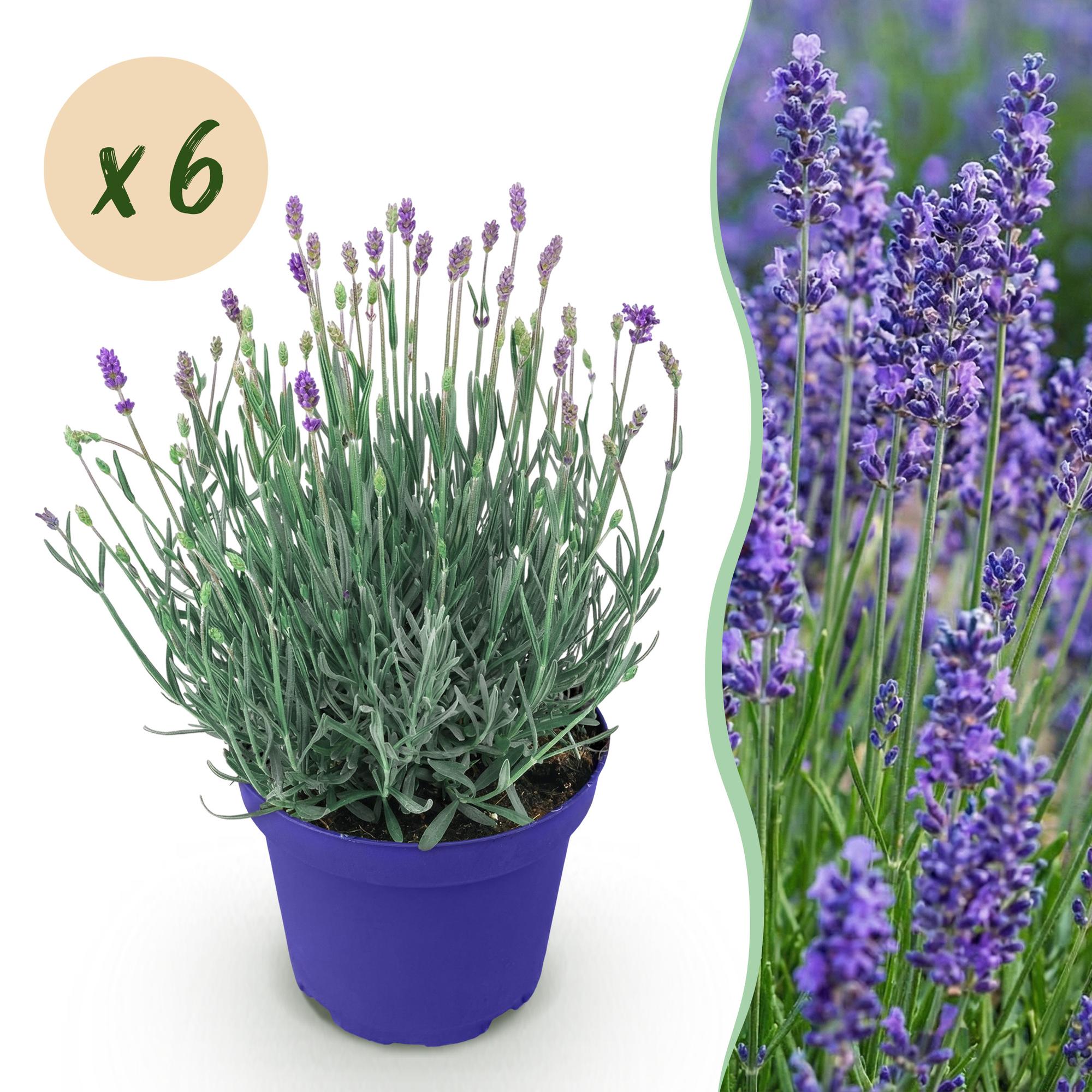 Lavandula angustifolia Hidcote - Lavendel - Winterhard - Paars - 6 Planten - Pot 12cm - Hoogte 20-25cm