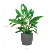 Spathiphyllum met Viber grijs - 80cm - Ø21