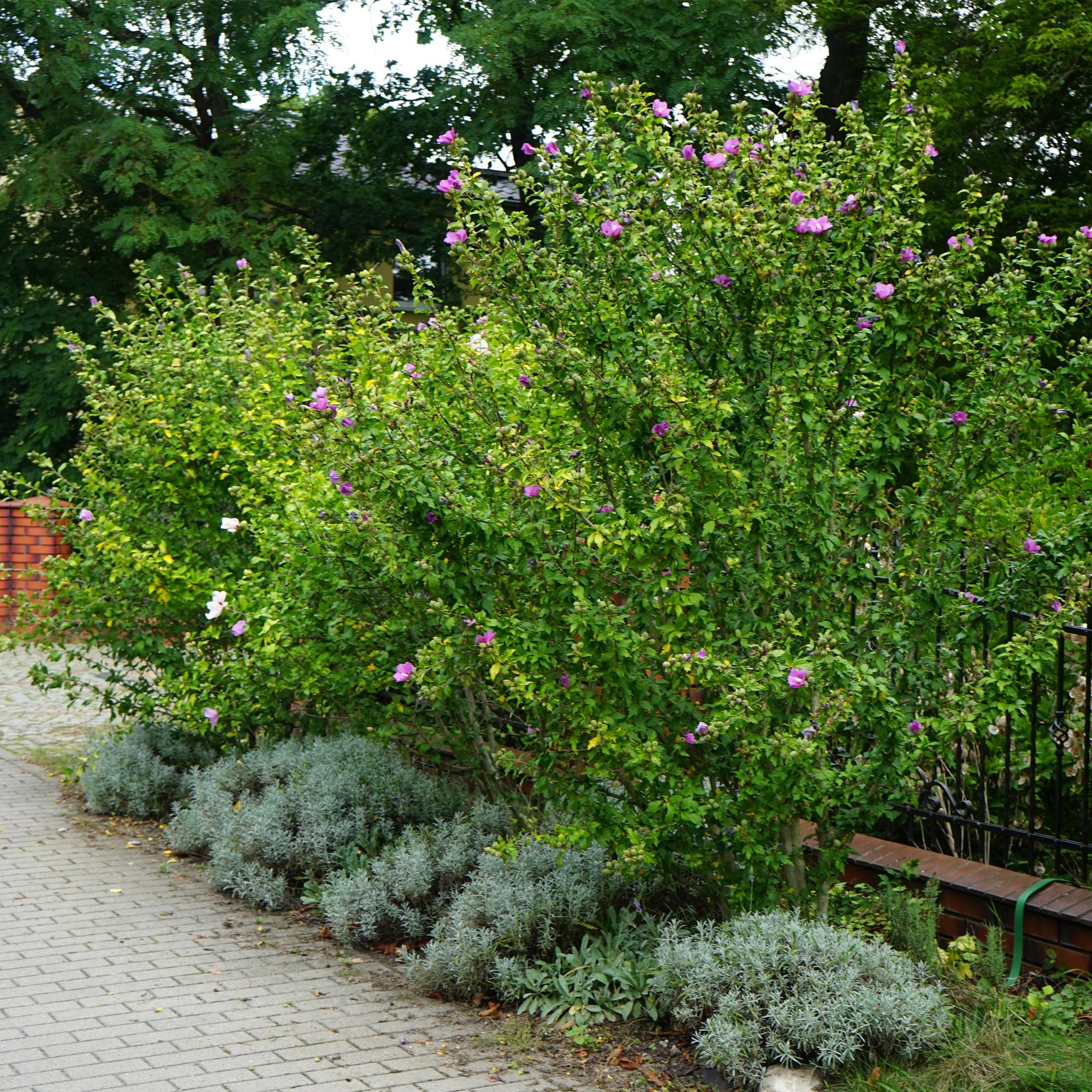 Hibiscus syriacus Woodbridge - Tuin Hibiscus - Winterhard - Roze - 3 Planten - Pot 17cm - Hoogte 45cm
