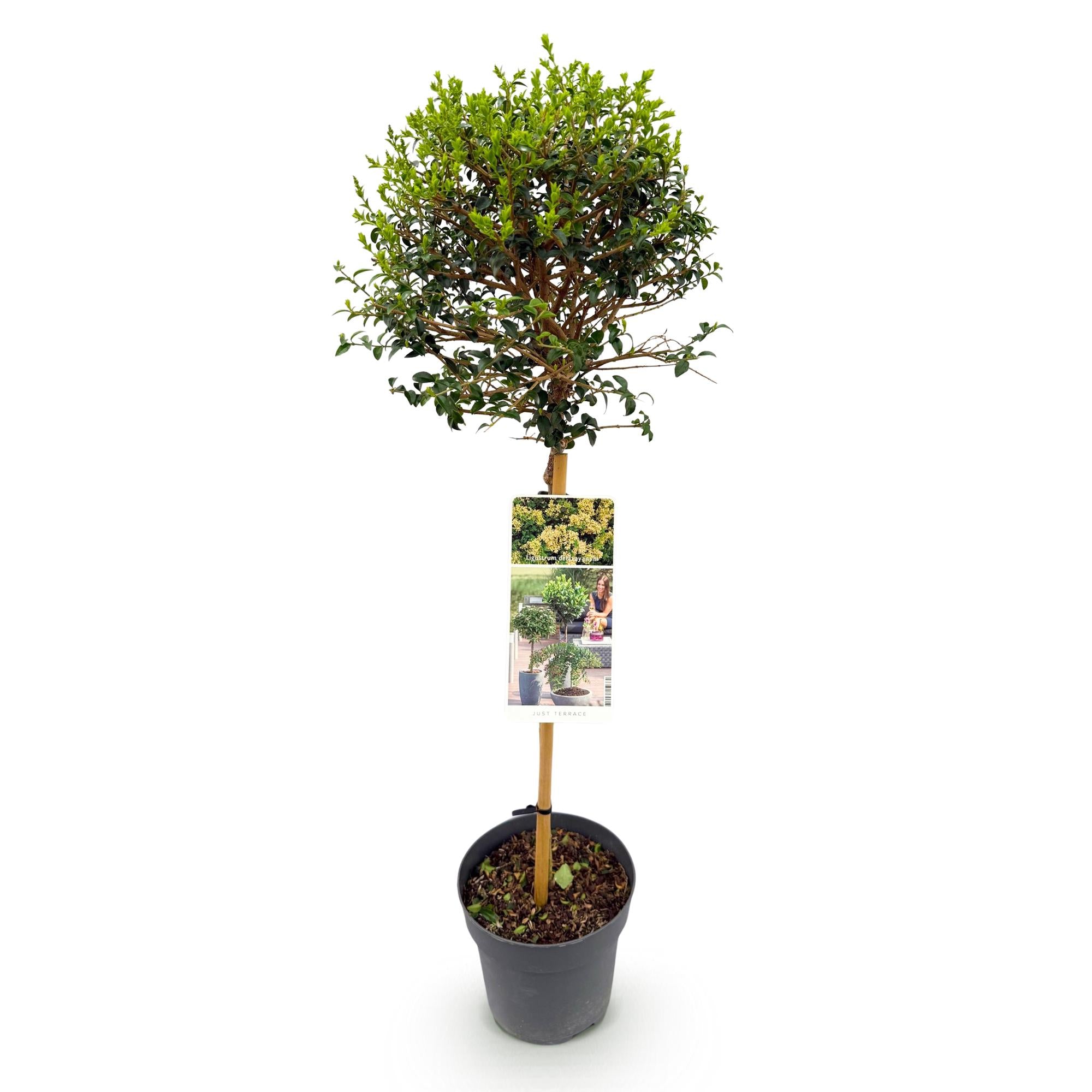 Ligustrum delavayanum - Terras Plant - Bladhoudend - Winterhard - Groen Blad - Pot 19cm Hoogte 90cm