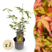 Acer palmatum Sangokaku - Groen - 3 Planten - Bladverliezend - Weing Onderhoud - Pot 12cm Hoogte 35cm
