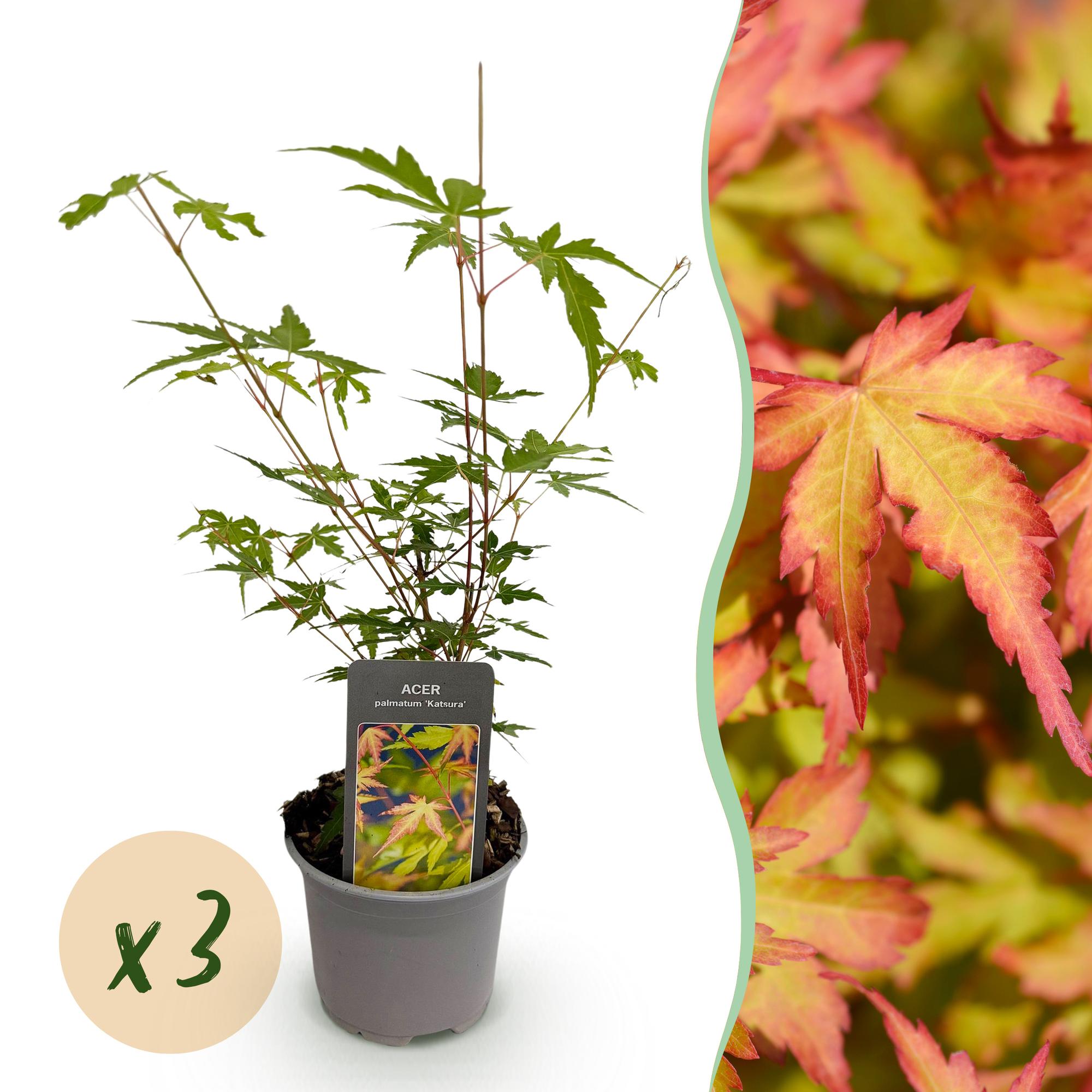 Acer palmatum Sangokaku - Groen - 3 Planten - Bladverliezend - Weing Onderhoud - Pot 12cm Hoogte 35cm