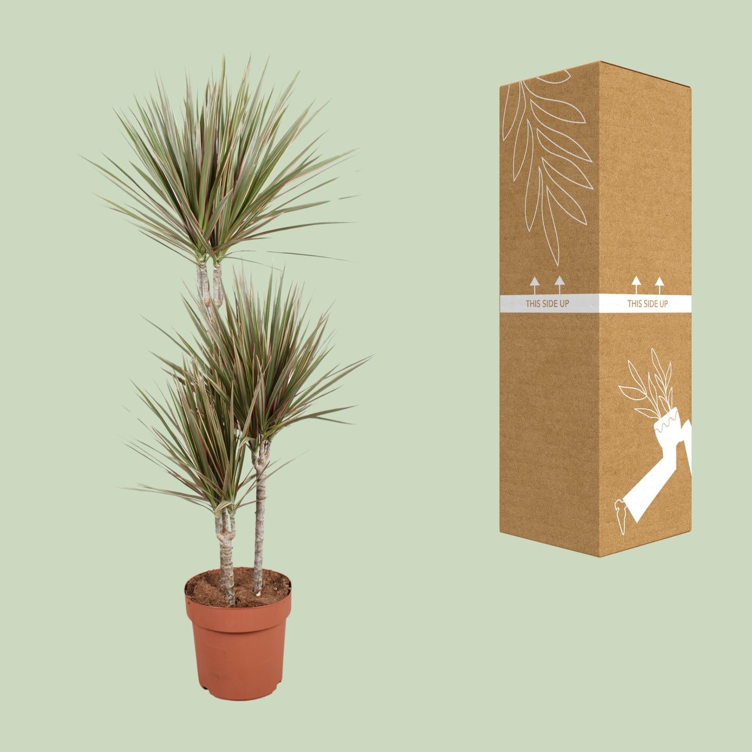 Dracaena bicolore - Ø21cm - ↕120cm