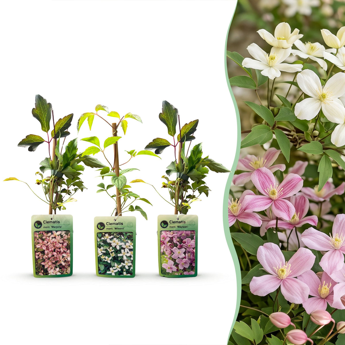 Clematis montana Tricolour - Bergclematis 12x- Wit - Roze - Licht Roze - Klimplant - Ø9cm - ↕35cm