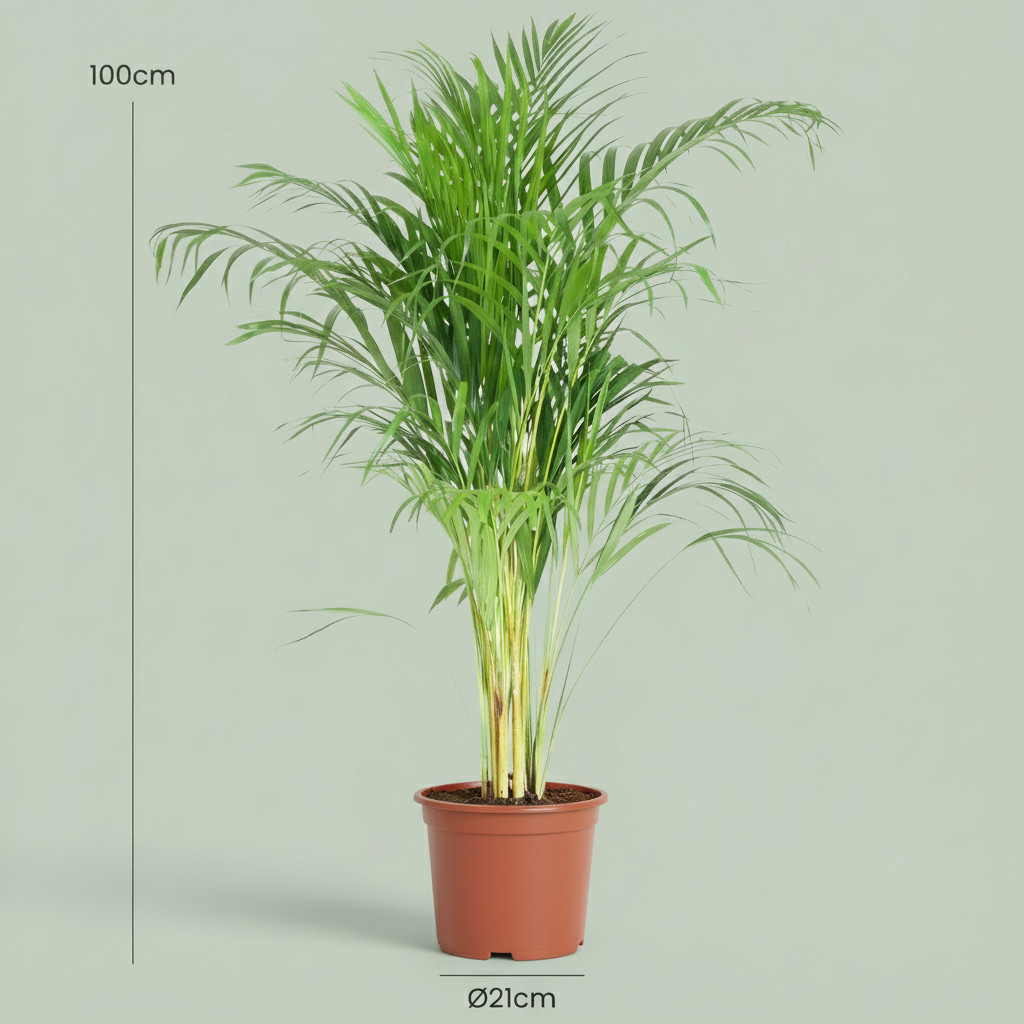 Dypsis Lutescens - Areca - Goudpalm - Pot 21cm - Hoogte 90 - 100cm