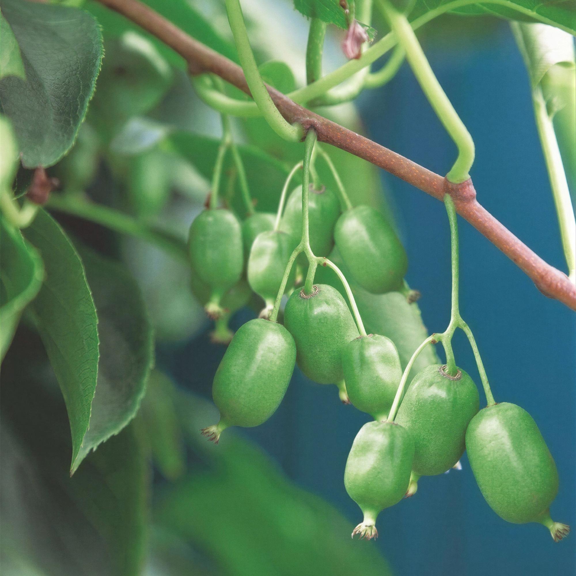 Acitinidia arguta Issai - Kiwiplant - Zelfbestuivend - Groene Vrucht - 2 Planten - Pot 15cm - Hoogte 50cm