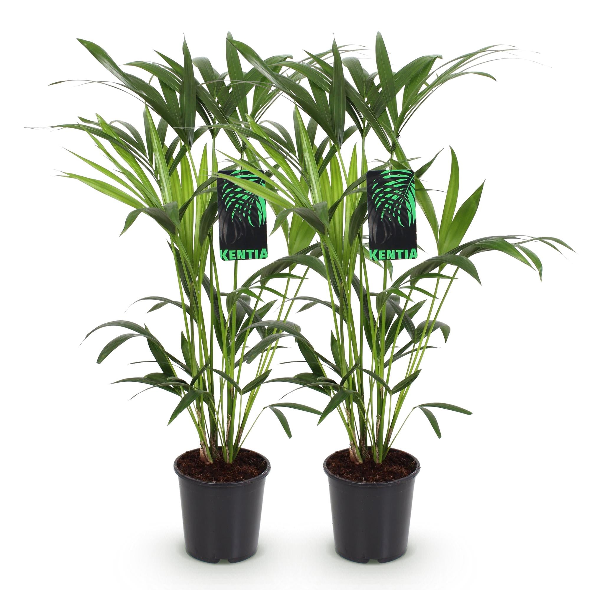 Howea Forsteriana - Kentia Palm - Weinig Onderhoud - Groen - 2 planten - Pot 19cm - Hoogte 80-85cm