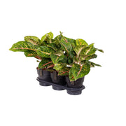 Aglaonema Frühlingsrot - Ø 19 cm - ↕ 60 cm