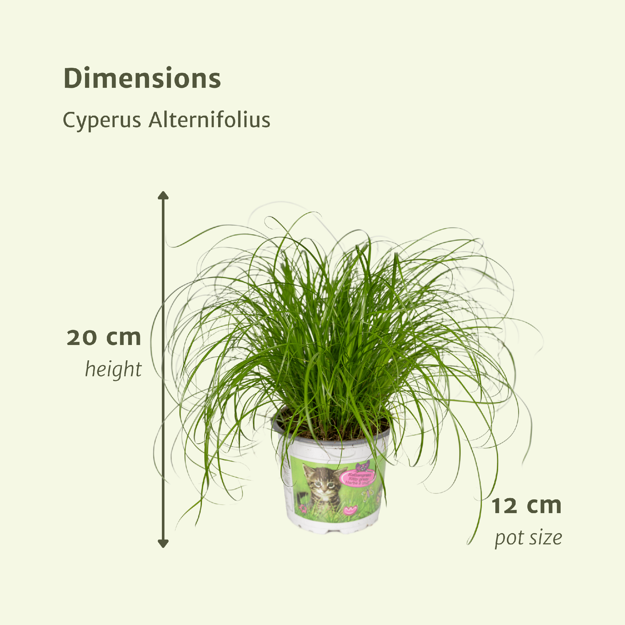 Cyperus Alternifolius (Katzengras) - 4 Stück - Ø12cm - ↕20cm