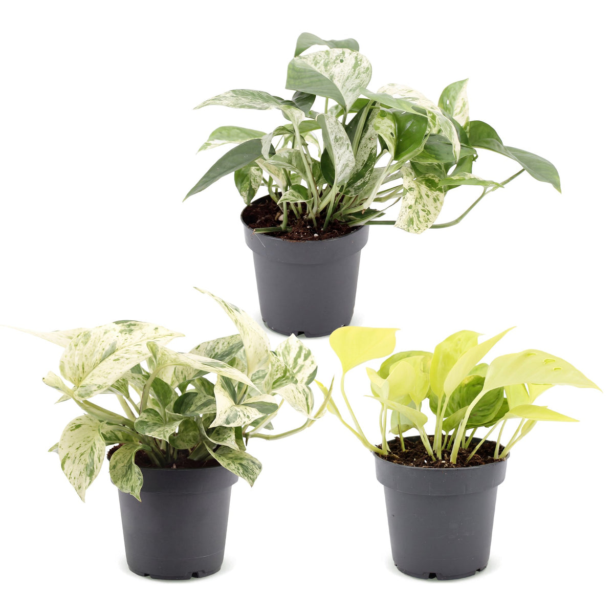 Epipremnum Tricolour 3x - Geel - Groen - Creme - Tropisch - Ø6cm - ↕20-25cm