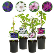 Clematis Rainbow - Bloem Roze Wit Paars Rood - Weinig onderhoud - 4 planten - Pot 11cm Hoogte 40cm