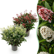Skimmia japonica Duo - Bloem Wit & Rood - 40+ Bloemen - 2 Planten - Winterhard - Pot 19cm Hoogte 60cm