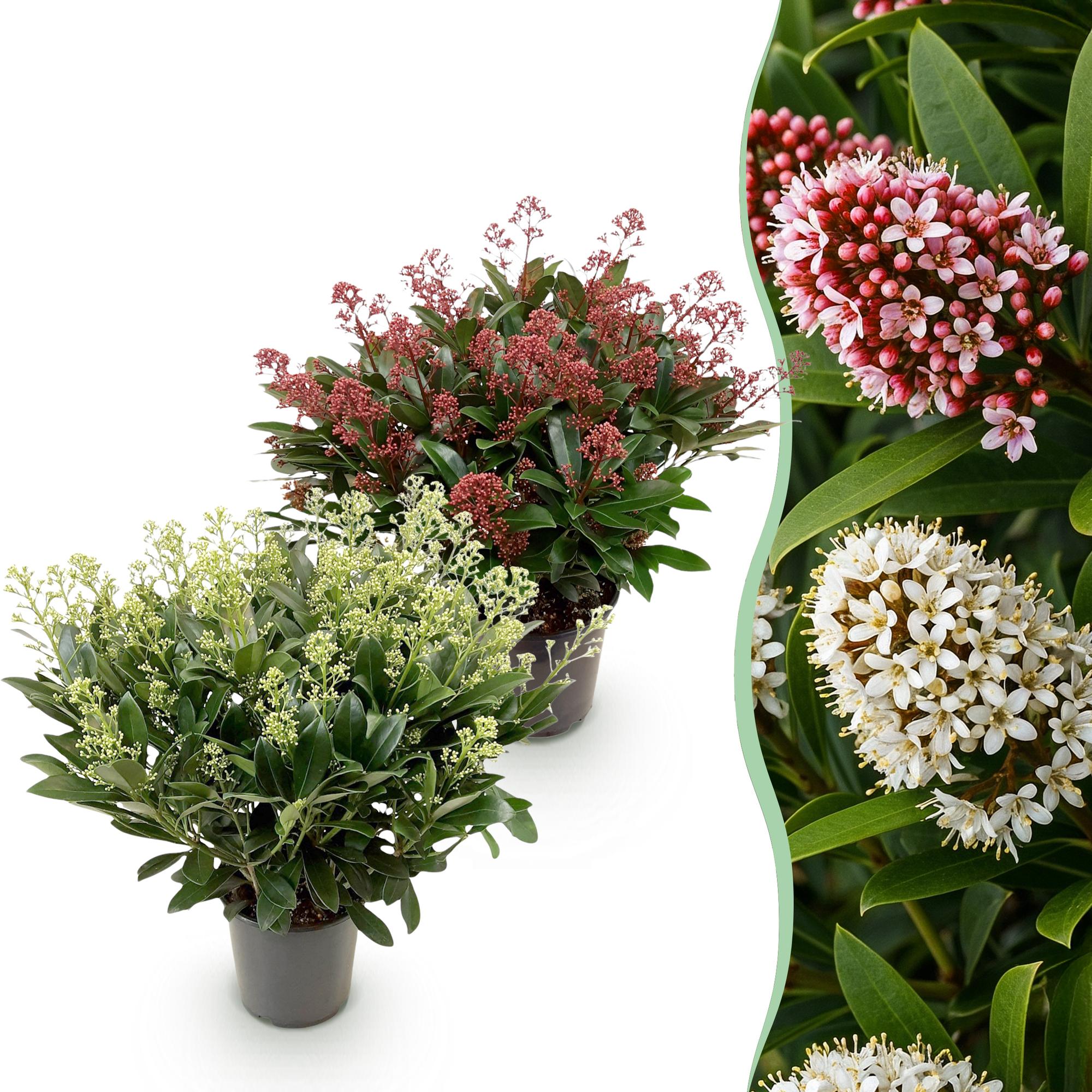 Skimmia japonica Duo - Bloem Wit & Rood - 40+ Bloemen - 2 Planten - Winterhard - Pot 19cm Hoogte 60cm