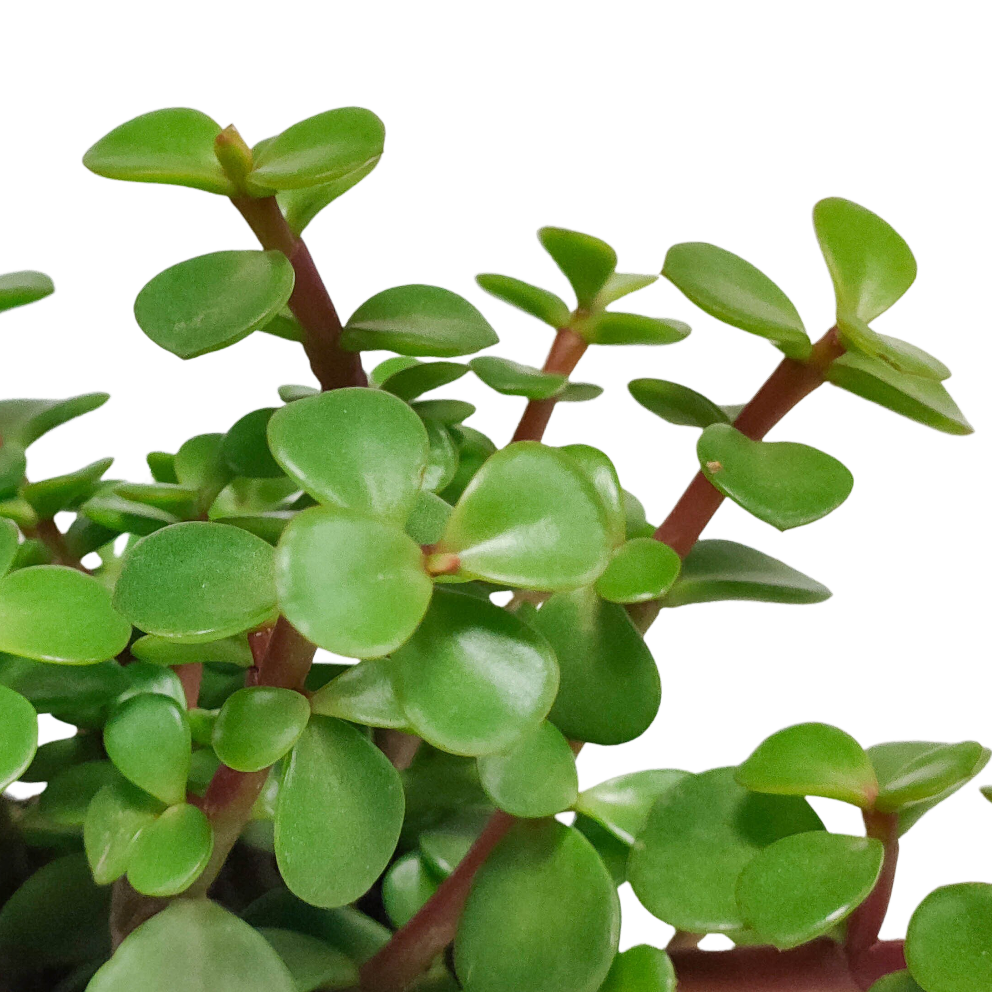 Portulacaria afra - ohne Topf