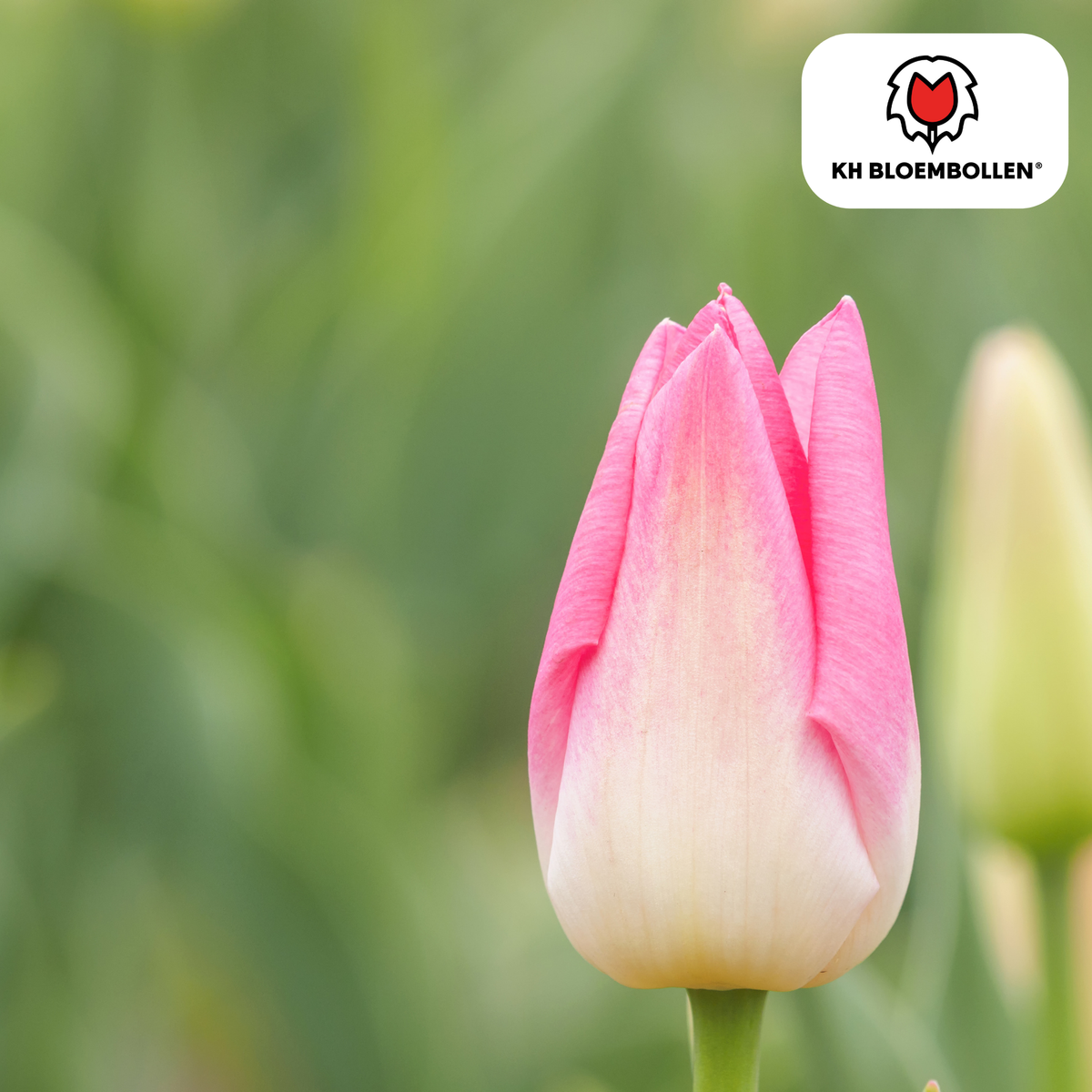 Tulpenzwiebeln Dynasty – 20er-Pack | KH Flower Bulbs® | Rosa Tulpe – Elegant & üppig – Für Garten oder Topf – Größe 11/12 – Frisch vom Züchter