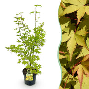 Acer palmatum Summergold - Japanse Esdoorn - Bladverliezend - Geel - 1 - Pot 26cm - Hoogte 90cm