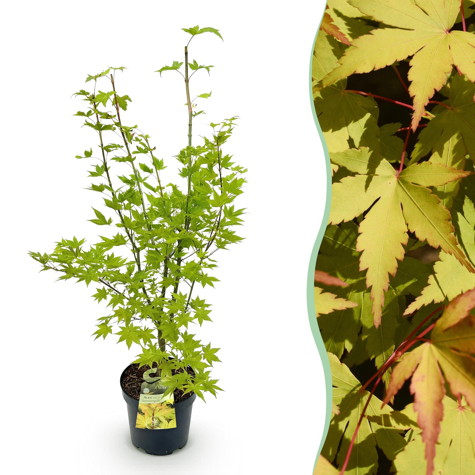 Acer palmatum Summergold - Japanse Esdoorn - Bladverliezend - Geel - 1 - Pot 26cm - Hoogte 90cm
