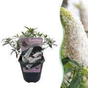 Vlinderstruik - Buddleja davidii White Profusion - Bloem Wit - 1 Plant - Bladverliezend - Vlinderlokkend -  Pot 17cm Hoogte 25cm