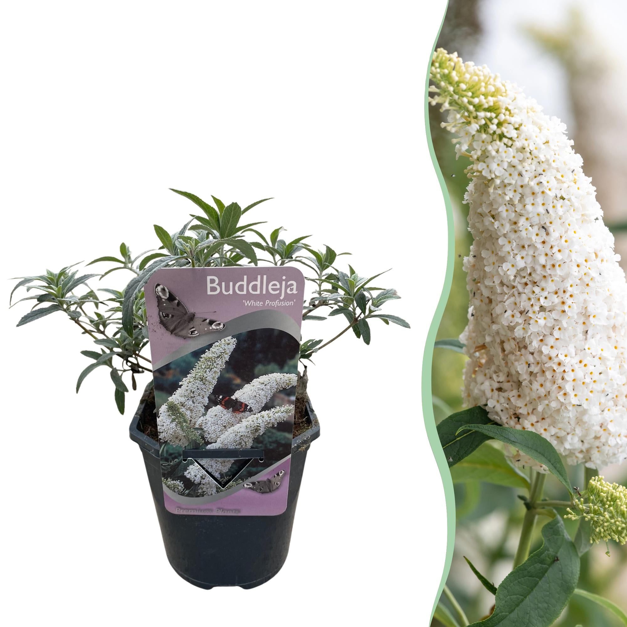 Vlinderstruik - Buddleja davidii White Profusion - Bloem Wit - 1 Plant - Bladverliezend - Vlinderlokkend -  Pot 17cm Hoogte 25cm