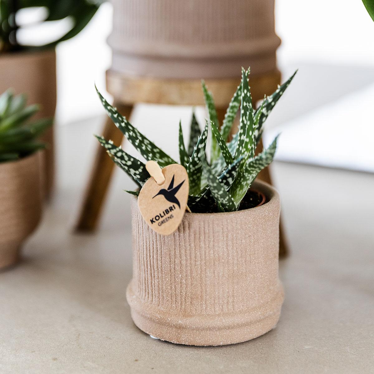 Kolibri Home | Bali Übertopf - Sand - Ø6cm