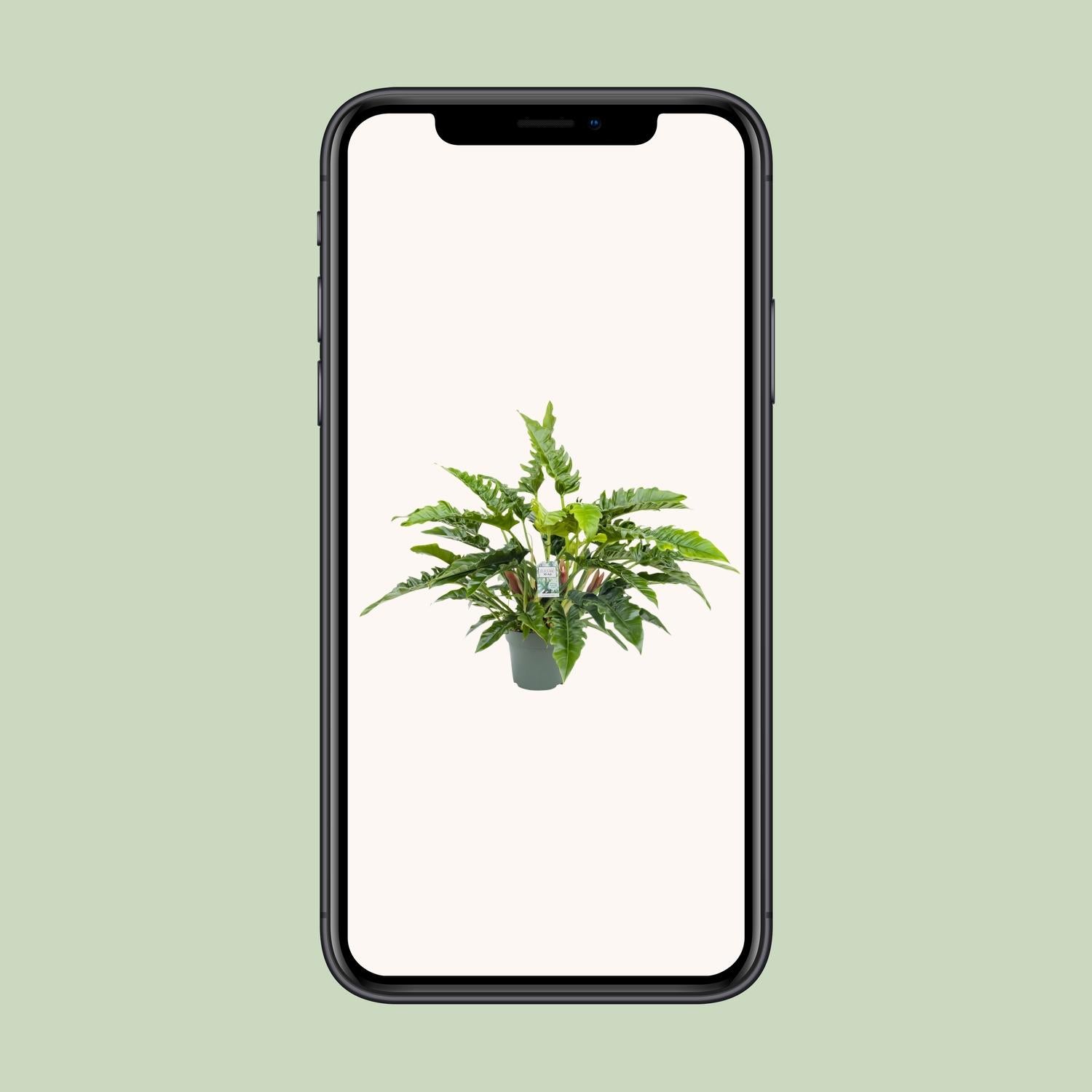 Philodendron Rambo - Ø27cm - ↕65cm